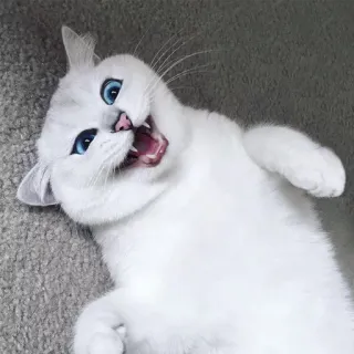 😺 gato, animal, animal de estimação, gato branco, olhos azuis, fofo, felino telegram sticker