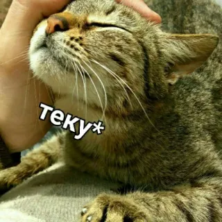 😍 теку* кот, питомец, животное, милый, полосатый telegram sticker
