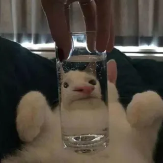 😐 cat, water, glass, funny, animal, pet telegram sticker