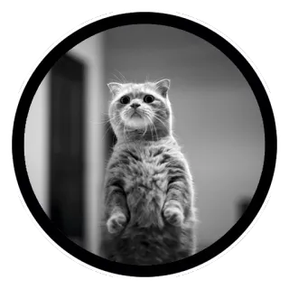 🙀 gato, animal, animal de estimação, fofo, doméstico, mamífero telegram sticker