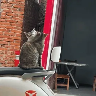 🫶 Katzen, Tiere, Haustier, süß, Haustiere telegram sticker