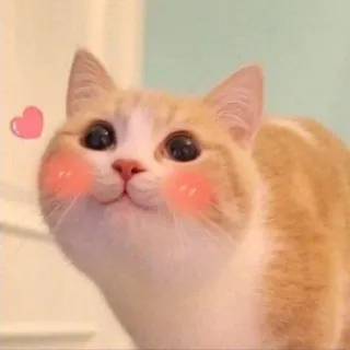 😙 kucing, imut, hewan, peliharaan, menggemaskan telegram sticker
