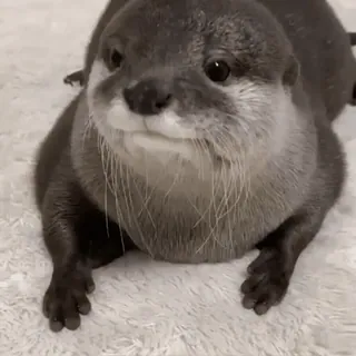 🤨 otter, animal, cute, mammal, wildlife telegram sticker