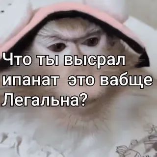 👏 Что ты высрал ипанат это вабще Легальна? ลิง, ก้าวร้าว, ดูถูก, รัสเซีย, คำถาม, มีม whatsapp sticker