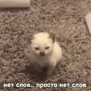 😐 нет слов.. просто нет слов ลูกแมว, แมว, รัสเซีย, มีม, สัตว์, สัตว์เลี้ยง, ไม่มีคำ telegram sticker