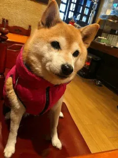 🐕 개, 시바견, 애완동물, 동물, 자켓, 빨간색 whatsapp sticker