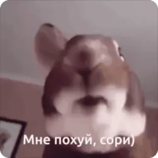 🥱 Мне похуй, сори) 동물, 토끼, 토끼, 밈, 러시아어, 텍스트, 미안, 불쾌한 whatsapp sticker