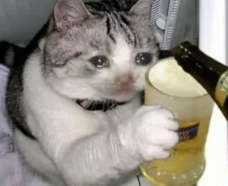 🌟 gato, triste, bebendo, cerveja, álcool telegram sticker