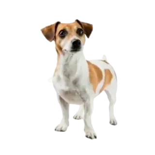 👀 собака, животное, питомец, джек рассел терьер, милый telegram sticker