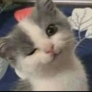 😉 kucing, anak kucing, hewan peliharaan, binatang, lucu, mengedipkan mata telegram sticker