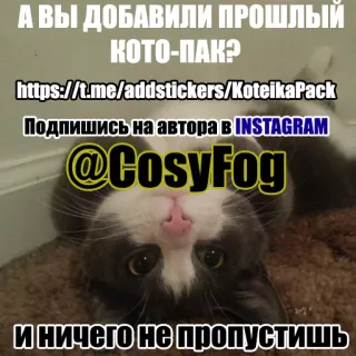 💙 А ВЫ ДОБАВИЛИ ПРОШЛЫЙ КОТО-ПАКР
https://t.me/addstickers/KoteikaPack
Подпишись на автора в INSTAGRAM
@CosyFog
и ничего не пропустишь gato, sticker, instagram, telegram, lindo, animal, mascota telegram sticker