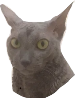 😤 cat, animal, grey cat, portrait, domestic cat telegram sticker