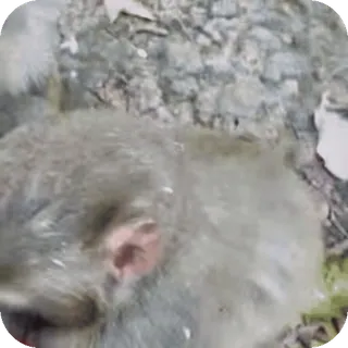 😌 macaco, primata, animal, vida selvagem, mamífero, natureza, primata whatsapp sticker