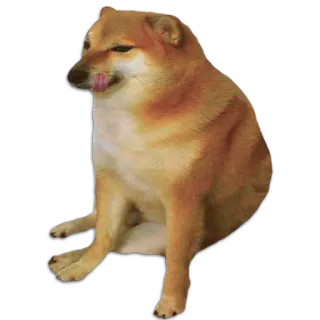 😛 犬, ミーム, チームス, 動物, 柴犬 telegram sticker