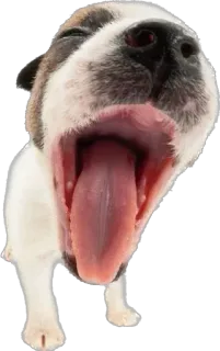 🥱 cane, animale, animale domestico, cucciolo, bocca, sbadiglio telegram sticker