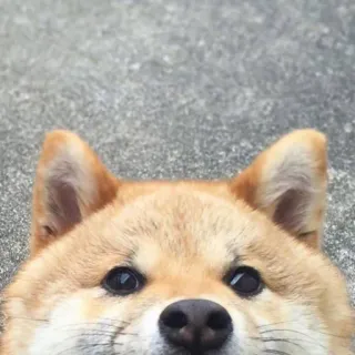 🥺 Shiba Inu, cachorro, animal, animal de estimação, fofo telegram sticker