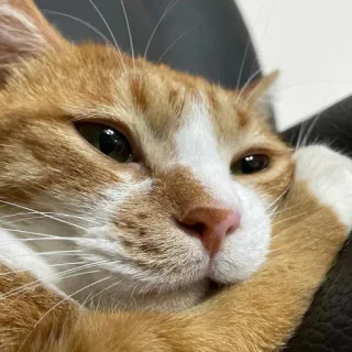 🙄 kat, oranje kat, huisdier, dier, huiskat, katachtige, zoogdier, schattig telegram sticker