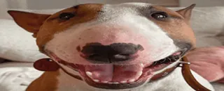 😁 chien, bull terrier, animal, animal de compagnie, race, mignon telegram sticker
