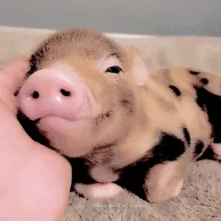 🥺 lợn, động vật, dễ thương, thú cưng, lợn con, gia súc, vật nuôi telegram sticker