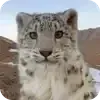 emoji_barsiki @snowleopardscf @TgEmodziBot telegram emojis 🐱