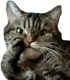 🤐 cat, animal, pet, tabby, mammal, domestic cat telegram sticker