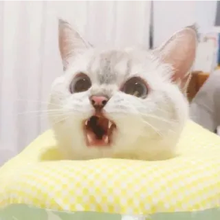 😁 Katze, Kätzchen, süß, Tier, Haustier, lustig, geschockt telegram sticker