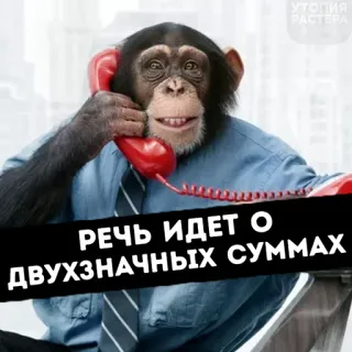 🧐 РЕЧЬ ИДЕТ О ДВУХЗНАЧНЫХ СУММАХ singe, affaires, téléphone, bureau, chimpanzé, animal telegram sticker