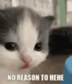 😕 NO REASON TO HEHE kitten, cat, meme, funny, cute, animal telegram sticker