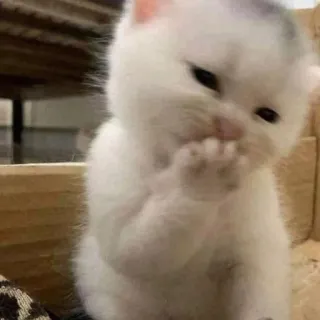 🙊 Kätzchen, Katze, süß, Tier, Haustier whatsapp sticker