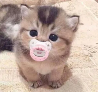 👶 NUK 子猫, 猫, おしゃぶり, 可愛い, 動物, 赤ちゃん, ペット telegram sticker