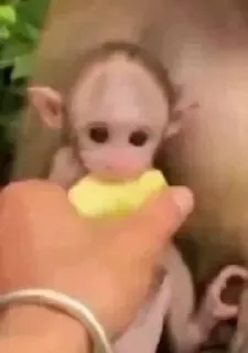 🍋 aap, babyaap, dier, schattig whatsapp sticker