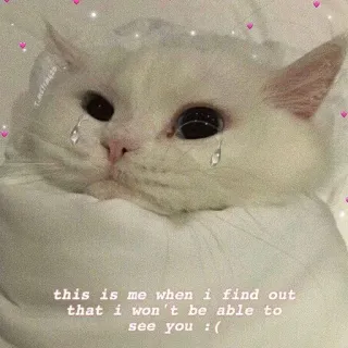 ❤️ this is me when i find out
that i won't be able to
see you :( chat, triste, émotionnel, mème, chat blanc, pleurer, sentiments telegram sticker