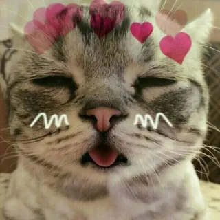 🌝 gato, corazones, lindo, animal, pegatina, gatito, mascota telegram sticker