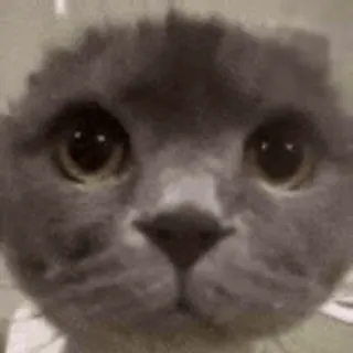 👀 mèo, động vật, thú cưng, xám telegram sticker