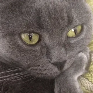 🤔 gatto, animale, animale domestico, animale domestico, felino, gatto grigio telegram sticker