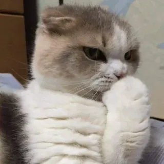 🖐 chat, animal, mignon, animal de compagnie, domestique, mammifère telegram sticker