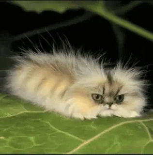 🌟 cat, kitten, persian cat, fluffy, cute, animal, pet telegram sticker