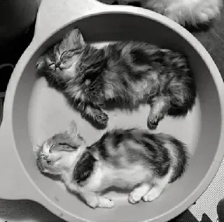 🖇 cats, kittens, sleeping, cute, animals telegram sticker