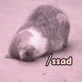 🐈 /ssad cat, sad, animal, meme, lonely whatsapp sticker