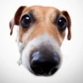 ☺ dog, puppy, close-up, animal, pet telegram sticker
