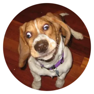 😁 Hund, Welpe, süß, Beagle, Tier telegram sticker