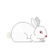 🐇