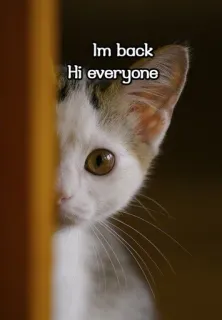 😉 Im back Hi everyone kucing, anak kucing, hewan peliharaan, binatang, salam, bersembunyi, lucu telegram sticker