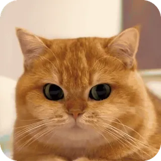 😎 Hosico telegram sticker