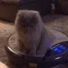 🐱