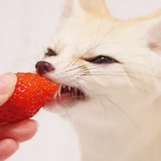 🦊 whatsapp sticker
