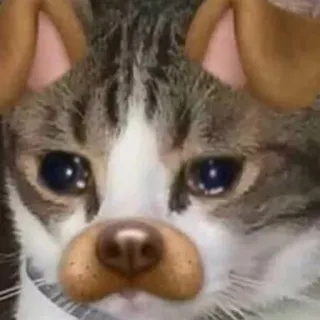 😢 kucing, hewan, binatang peliharaan, filter, telinga, anjing telegram sticker