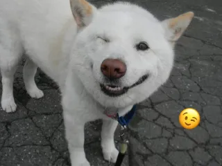 😉 anjing, binatang, shiba inu, kedipan, lucu, emoji whatsapp sticker