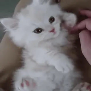 😀 cat, kitten, cute, pet, animal, fluffy, white cat whatsapp sticker