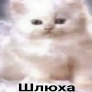 😇 Шлюха 猫, 俄语, 冒犯 telegram sticker